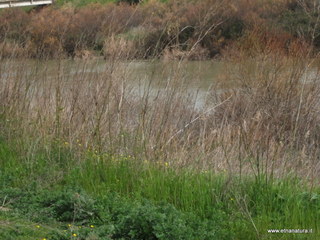 lle del Simeto-24-02-2013 11-56-25